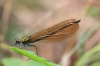 IMG_6401_Calopteryx_virgo